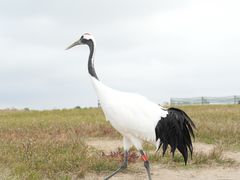 -盐城丹顶鹤湿地生态旅游区