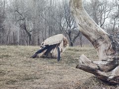 -北京野生动物园