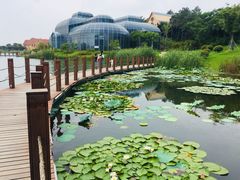 -大塘金香草谷
