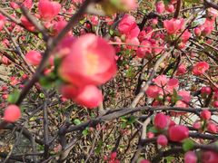 -肖家客饸饹面(郑州总店)