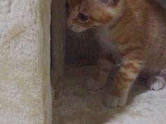 -瑞鹏瑞爱宠物医院·全科·猫科·血液透析中心(龙头寺店)