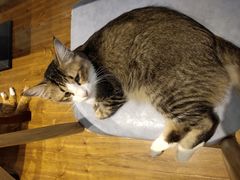 -绒爪撸猫下午茶·猫咖