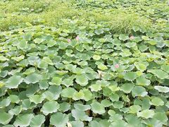 -荷塘月色湿地公园·向阳花洲