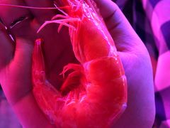 -钱大妈海鲜饭店(保利林语店)