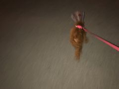 -康乐宝动物医院