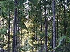 -黄海国家森林公园