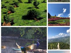 -桤木河湿地公园