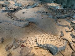 -自贡恐龙博物馆