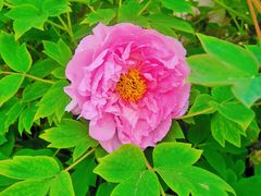 -咸阳湖景区-古渡公园