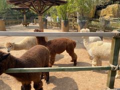 -石家庄市动物园