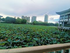 -荔湾湖公园