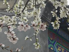 -护国法轮寺