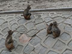 -哈尔滨北方森林动物园