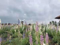 -北纬44度·金珠花海休闲农业旅游景区