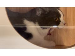 -钦宠·猫咪售卖·洗护·寄养(东圃旗舰店)