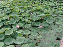 -长春市南湖公园