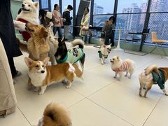 -怪兽屋·羊驼·猫咖·狗咖(俊华广场店)