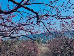 -香雪海