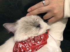 -喵喵咪呀布偶猫咖(春熙路店)