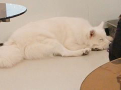 -共舞时光猫咖·狗咖(新街口店)