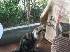 -参差咖啡(水果湖公园店)