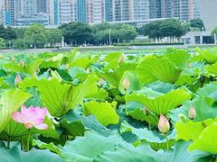 -月湖风景区