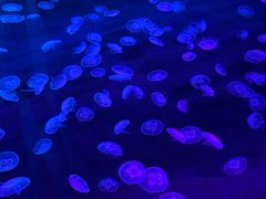 -海合安成都极地海洋公园