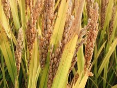 -武汉紫薇都市田园