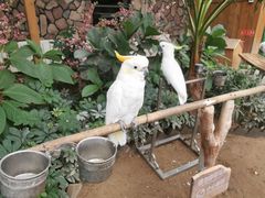 -南宫五洲植物乐园