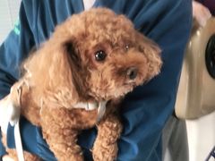 -瑞派福兴宠物医院犬猫全科·骨科·中西医结合(河东店)