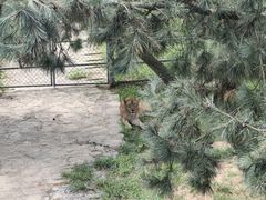 -西霞口神雕山野生动物世界