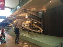 -墨尔本博物馆(Melbourne Museum)