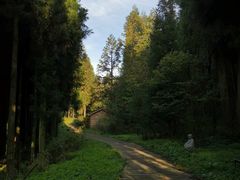 -武陵山森林公园
