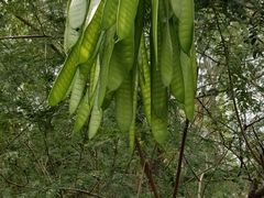 -东寨港红树林旅游区