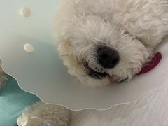 -达爱动物医院·犬猫分区·CT·复杂眼科(远洋山水分院)