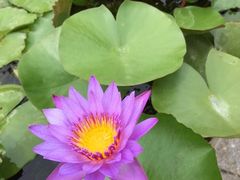 iphone_upload_pic-景山公园