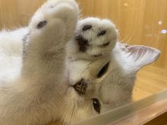 -袖虎宠物·金渐层缅因猫舍(灵芝店)