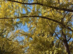 -三里屯东五街银杏大道