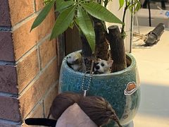 -羊羊鸡蛋仔(大学城店)