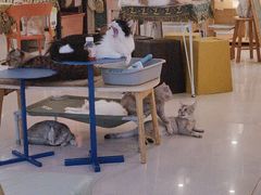 -平行世界·猫咖(首经贸店)