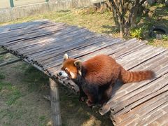 -泉州海丝野生动物世界