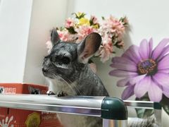 -立德异宠动物医院.兔鸟爬.内窥镜(天河店)