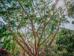 -中国科学院西双版纳热带植物园