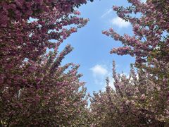 -古柏渡丰乐樱花园