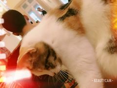 -猫色咖啡·猫咖