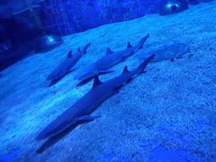 -成都浩海立方海洋公园