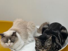 -有喵·猫咖·狗咖·30几只猫10只小狗(岗厦店)