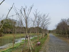 -上海海湾国家森林公园