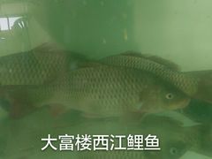 -八仔大富楼·河鲜(西江店)