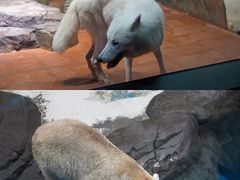 -海合安武汉极地海洋公园